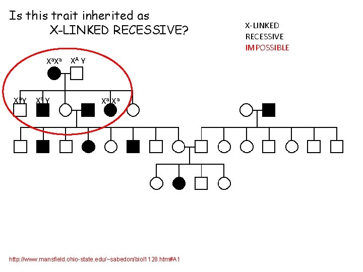 Is this trait inherited as X-LINKED RECESSIVE? Xa Xa XA Y Xa Xa http: