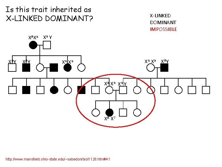 Is this trait inherited as X-LINKED DOMINANT? X-LINKED DOMINANT IMPOSSIBLE XA Xa Xa Y