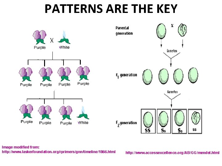 PATTERNS ARE THE KEY Image modified from: http: //www. laskerfoundation. org/rprimers/gnn/timeline/1866. html http: //www.