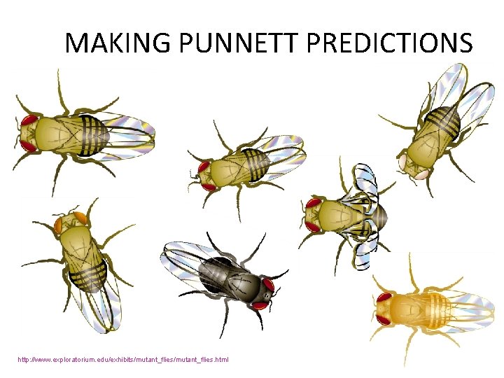 MAKING PUNNETT PREDICTIONS http: //www. exploratorium. edu/exhibits/mutant_flies. html 