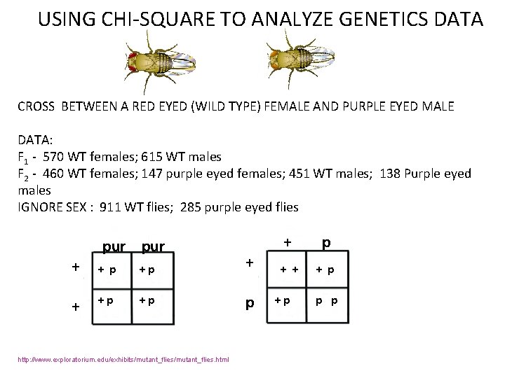 USING CHI-SQUARE TO ANALYZE GENETICS DATA CROSS BETWEEN A RED EYED (WILD TYPE) FEMALE