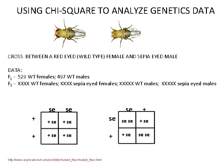 USING CHI-SQUARE TO ANALYZE GENETICS DATA CROSS BETWEEN A RED EYED (WILD TYPE) FEMALE