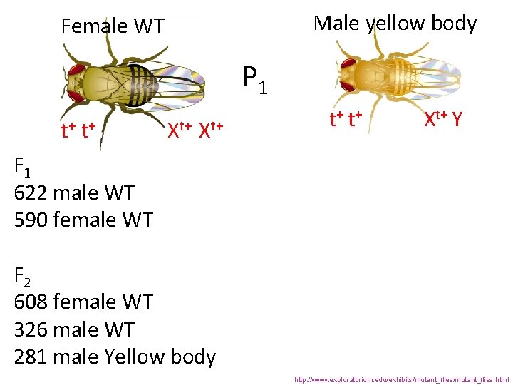 Male yellow body Female WT P 1 t+ t+ Xt+ Y F 1 622