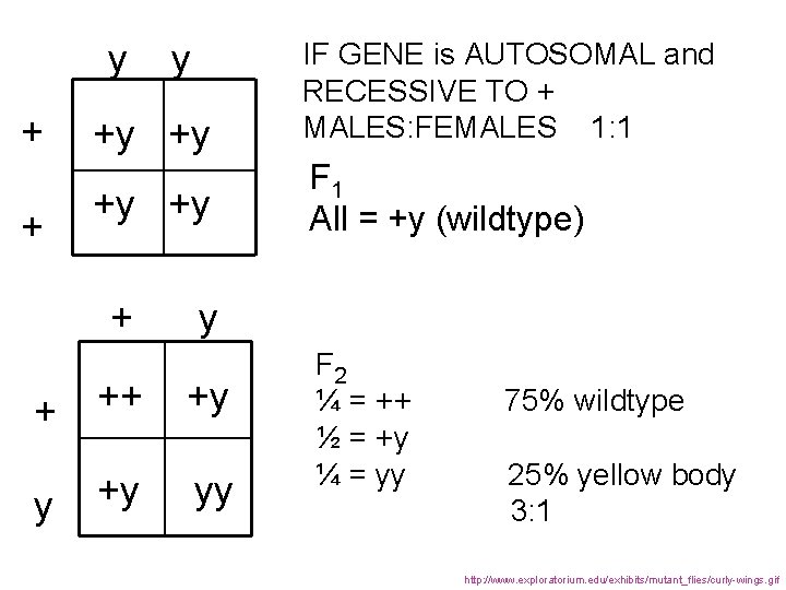 y + + +y +y IF GENE is AUTOSOMAL and RECESSIVE TO + MALES: