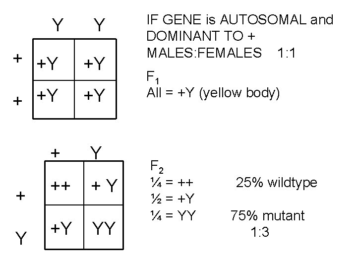 Y Y + +Y +Y + Y ++ +Y + Y +Y YY IF