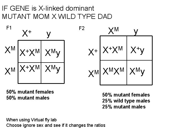 IF GENE is X-linked dominant MUTANT MOM X WILD TYPE DAD F 1 X+