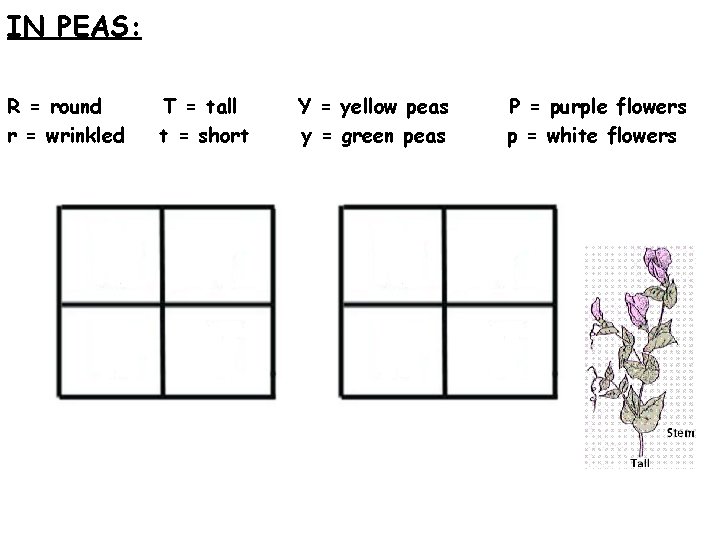 IN PEAS: R = round r = wrinkled T = tall t = short