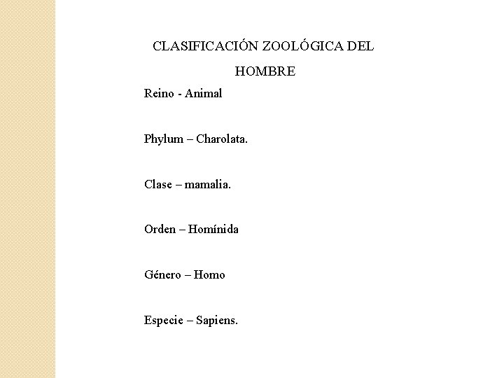 CLASIFICACIÓN ZOOLÓGICA DEL HOMBRE Reino - Animal Phylum – Charolata. Clase – mamalia. Orden
