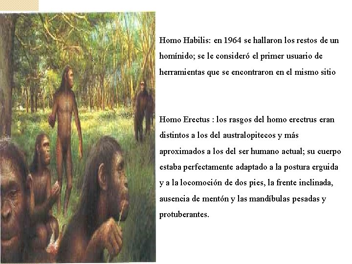 Homo Habilis: en 1964 se hallaron los restos de un homínido; se le consideró