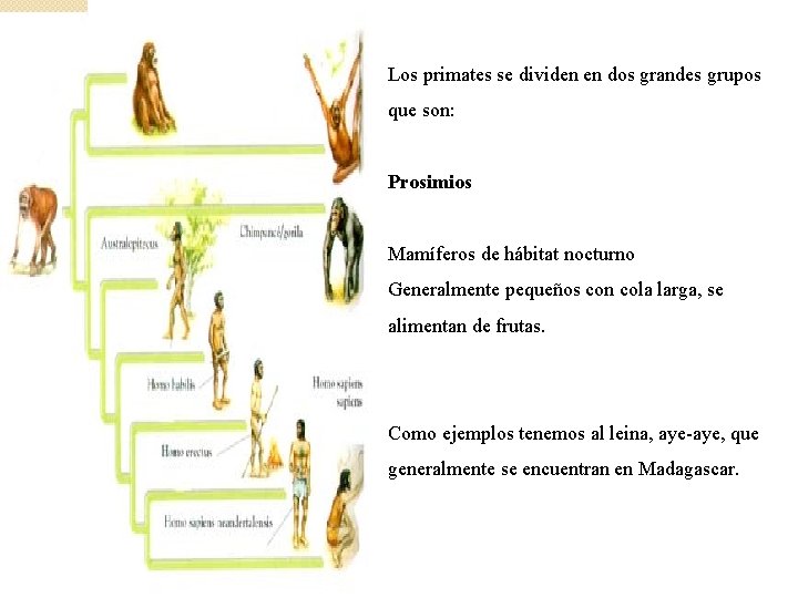 Los primates se dividen en dos grandes grupos que son: Prosimios Mamíferos de hábitat