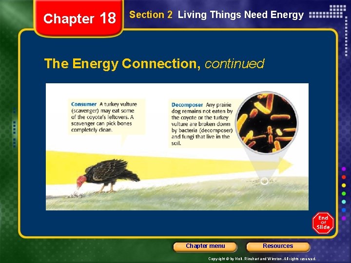 Chapter 18 Section 2 Living Things Need Energy The Energy Connection, continued Chapter menu