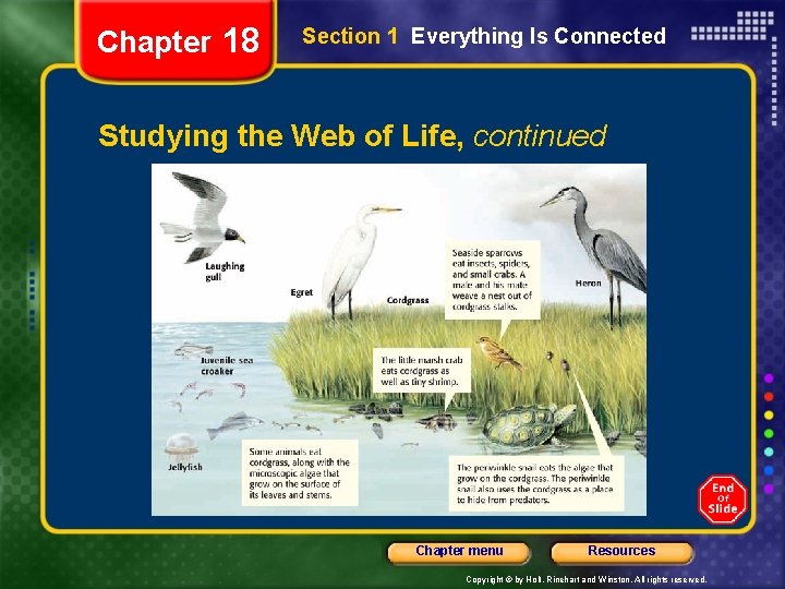 Chapter 18 Section 1 Everything Is Connected Studying the Web of Life, continued Chapter