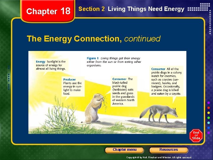 Chapter 18 Section 2 Living Things Need Energy The Energy Connection, continued Chapter menu