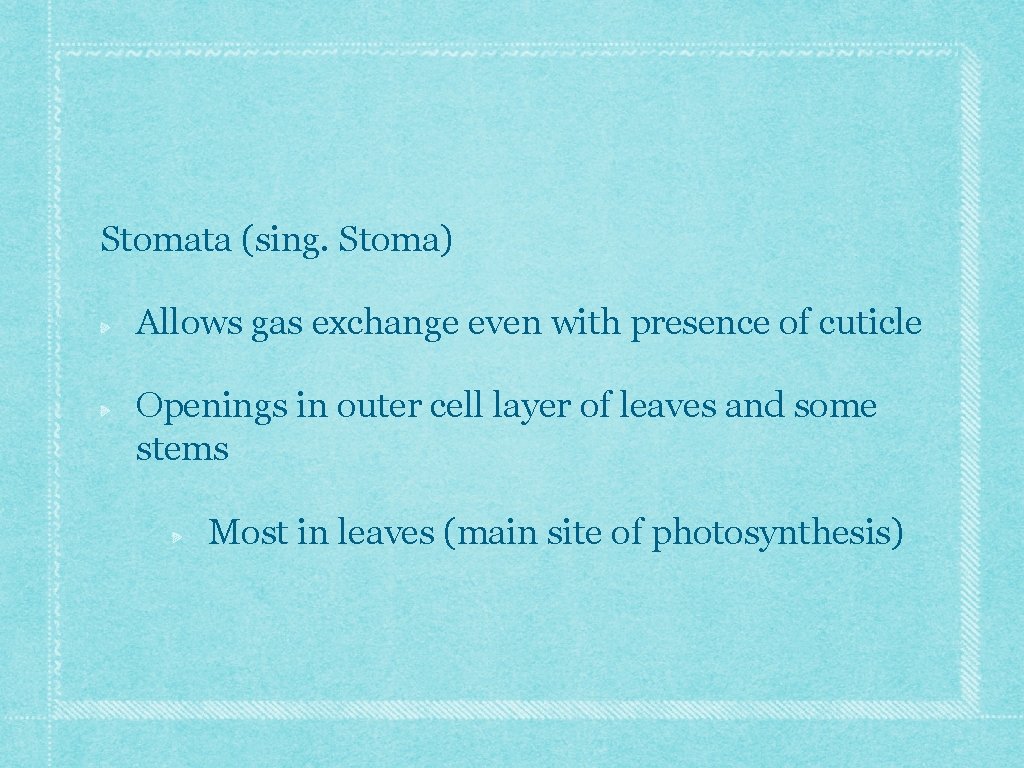 Stomata (sing. Stoma) Allows gas exchange even with presence of cuticle Openings in outer Stomata (sing. Stoma) Allows gas exchange even with presence of cuticle Openings in outer