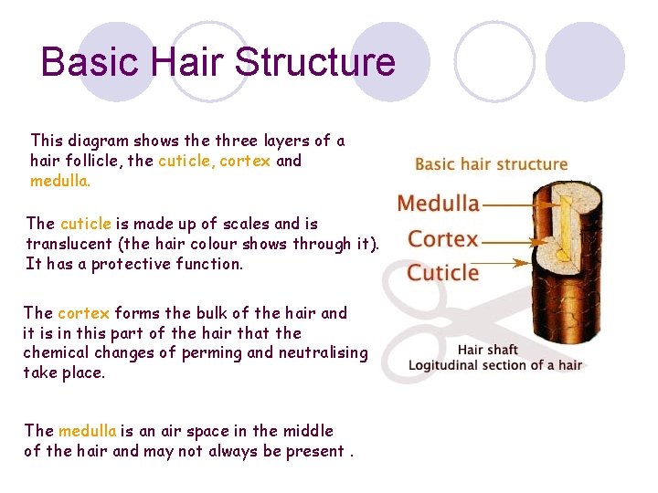 Basic Hair Structure This diagram shows the three layers of a hair follicle, the