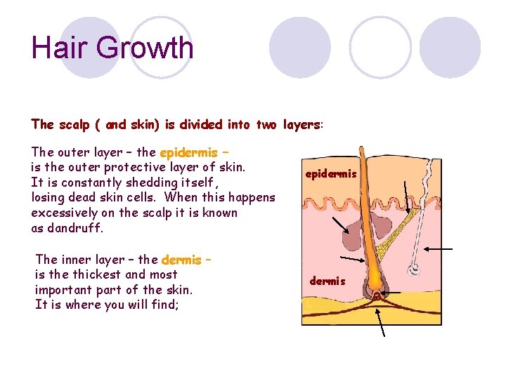 Hair Growth The scalp ( and skin) is divided into two layers: The outer