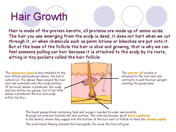 Hair Growth Hair is made of the protein keratin, all proteins are made up