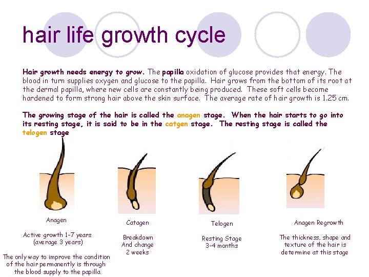 hair life growth cycle Hair growth needs energy to grow. The papilla oxidation of