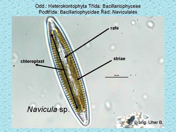 Odd. : Heterokontophyta Třída: Bacillariophyceae Podtřída: Bacillariophycidae Řád: Naviculales rafe chloroplast striae Navicula sp.