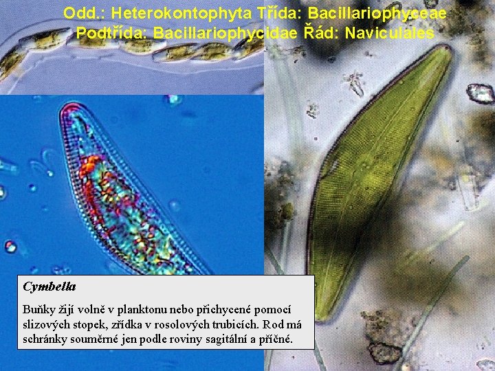 Odd. : Heterokontophyta Třída: Bacillariophyceae Podtřída: Bacillariophycidae Řád: Naviculales Cymbella Buňky žijí volně v