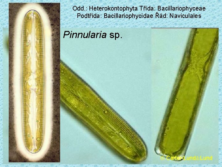 Odd. : Heterokontophyta Třída: Bacillariophyceae Podtřída: Bacillariophycidae Řád: Naviculales Pinnularia sp. © Carter-Lund 