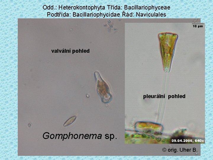 Odd. : Heterokontophyta Třída: Bacillariophyceae Podtřída: Bacillariophycidae Řád: Naviculales valvální pohled pleurální pohled Gomphonema