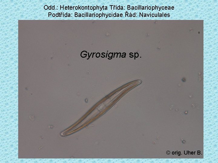 Odd. : Heterokontophyta Třída: Bacillariophyceae Podtřída: Bacillariophycidae Řád: Naviculales Gyrosigma sp. © orig. Uher