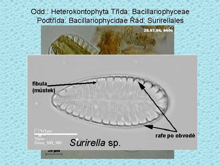 Odd. : Heterokontophyta Třída: Bacillariophyceae Podtřída: Bacillariophycidae Řád: Surirellales fibula (můstek) Surirella sp. rafe