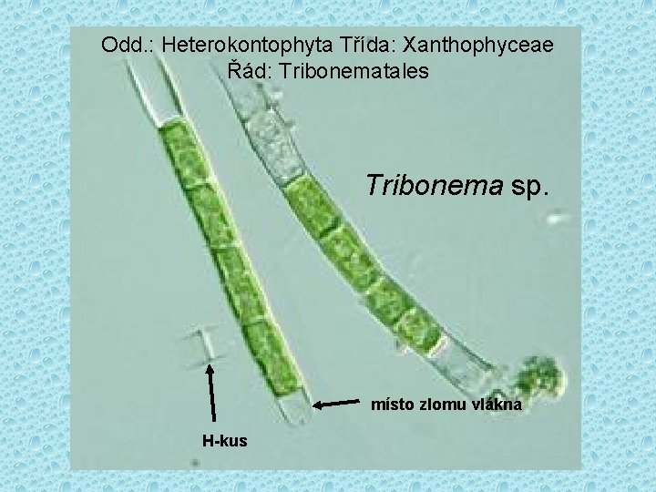 Odd. : Heterokontophyta Třída: Xanthophyceae Řád: Tribonematales Tribonema sp. místo zlomu vlákna H-kus 