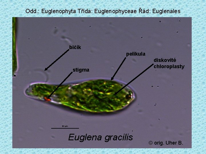 Odd. : Euglenophyta Třída: Euglenophyceae Řád: Euglenales bičík pelikula stigma Euglena gracilis diskovité chloroplasty