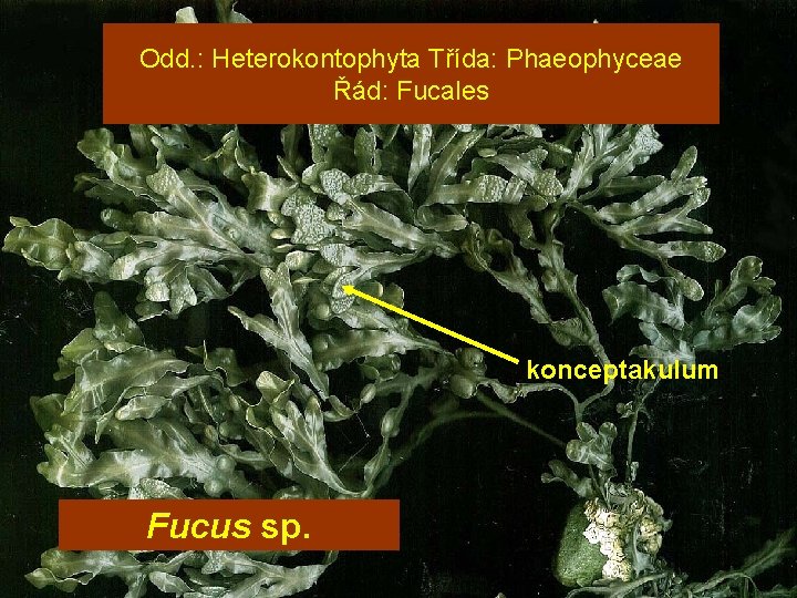 Odd. : Heterokontophyta Třída: Phaeophyceae Řád: Fucales konceptakulum Fucus sp. 