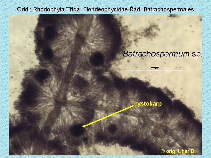 Odd. : Rhodophyta Třída: Florideophycidae Řád: Batrachospermales Batrachospermum sp. cystokarp © orig. Uher B.