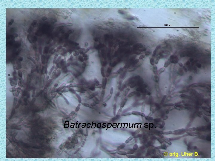 Batrachospermum sp. © orig. Uher B. 