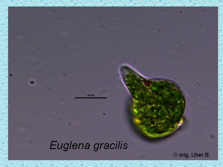 Euglena gracilis © orig. Uher B. 