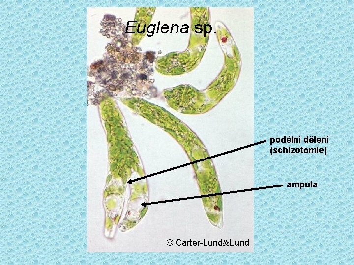 Euglena sp. podélní dělení (schizotomie) ampula © Carter-Lund 