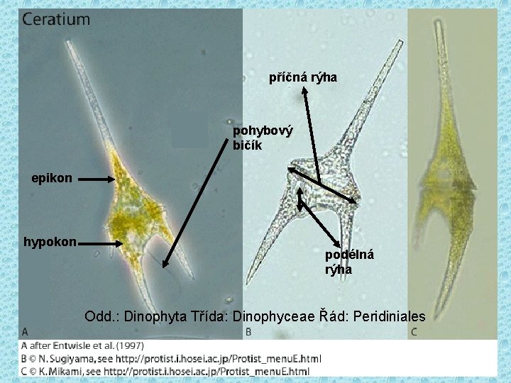 příčná rýha pohybový bičík epikon hypokon podélná rýha Odd. : Dinophyta Třída: Dinophyceae Řád: