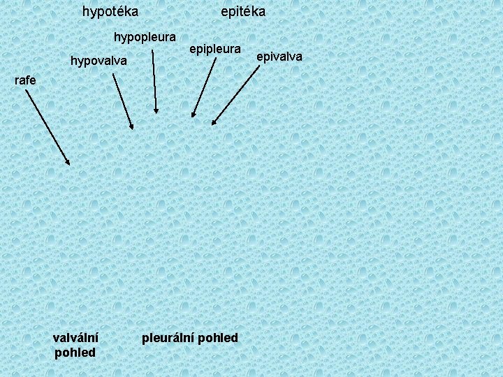 hypotéka epitéka hypopleura hypovalva epipleura rafe valvální pohled pleurální pohled epivalva 