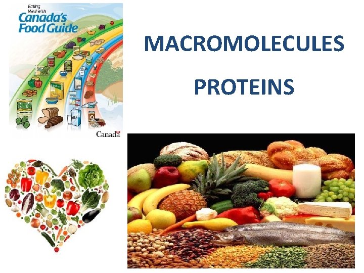 MACROMOLECULES PROTEINS 