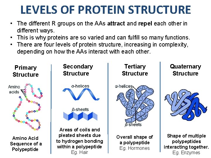 LEVELS OF PROTEIN STRUCTURE • The different R groups on the AAs attract and