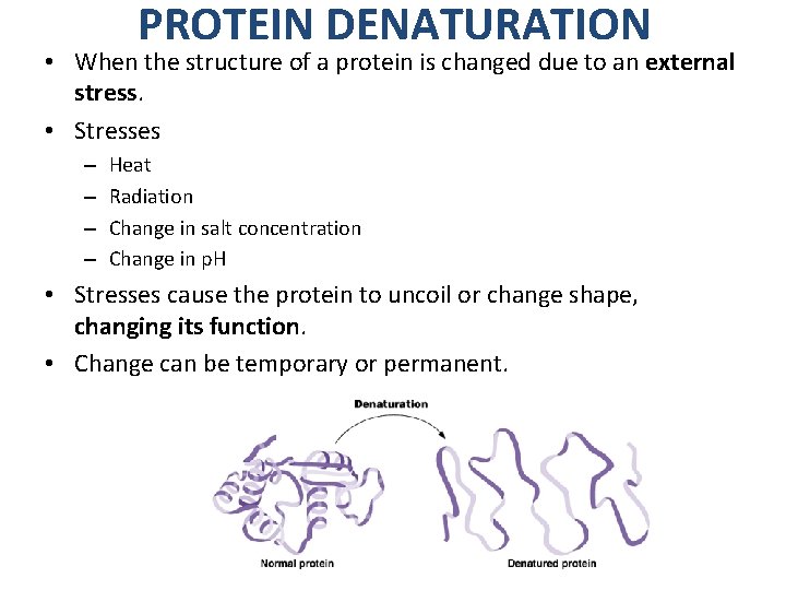 PROTEIN DENATURATION • When the structure of a protein is changed due to an