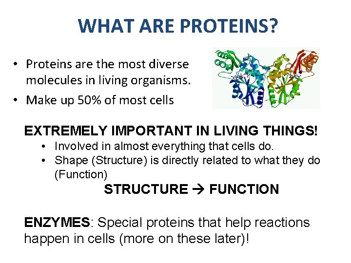 WHAT ARE PROTEINS? • Proteins are the most diverse molecules in living organisms. •