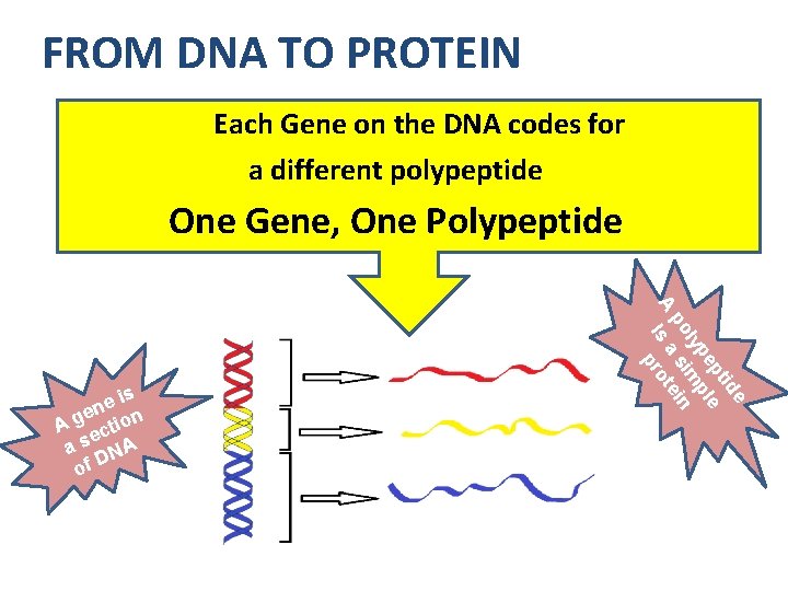 FROM DNA TO PROTEIN Each Gene on the DNA codes for a different polypeptide