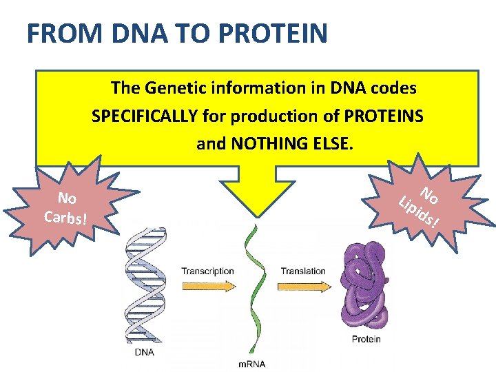 FROM DNA TO PROTEIN The Genetic information in DNA codes SPECIFICALLY for production of