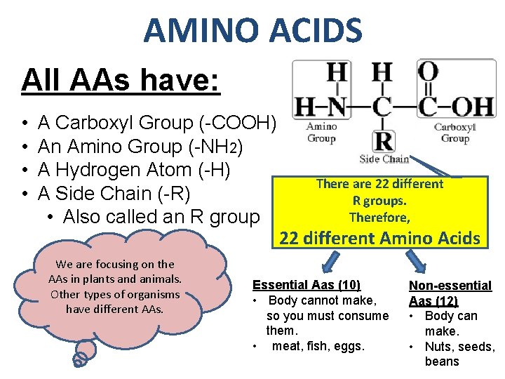 AMINO ACIDS All AAs have: • • A Carboxyl Group (-COOH) An Amino Group