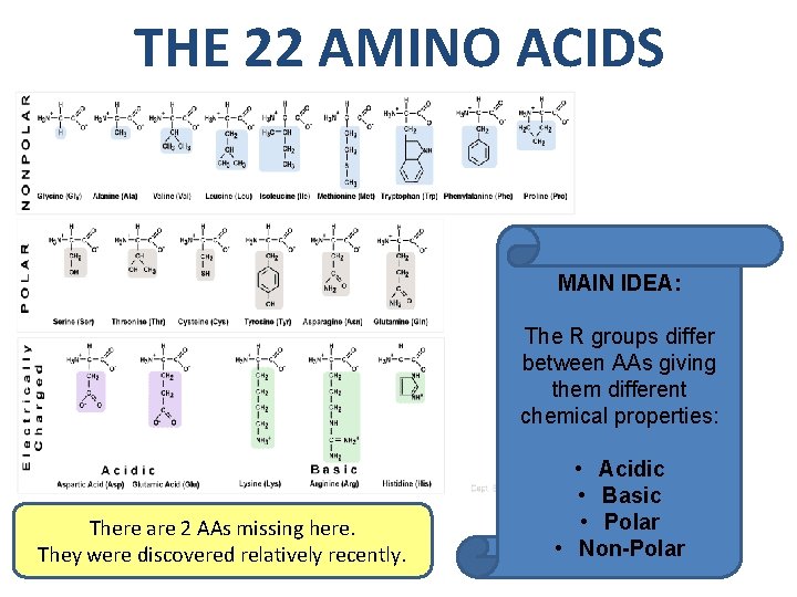 THE 22 AMINO ACIDS MAIN IDEA: The R groups differ between AAs giving them