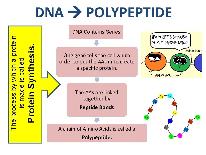 DNA POLYPEPTIDE Protein Synthesis. The process by which a protein is made is called