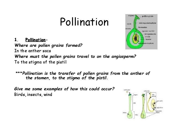 Pollination 1. Pollination. Where are pollen grains formed? In the anther sacs Where must