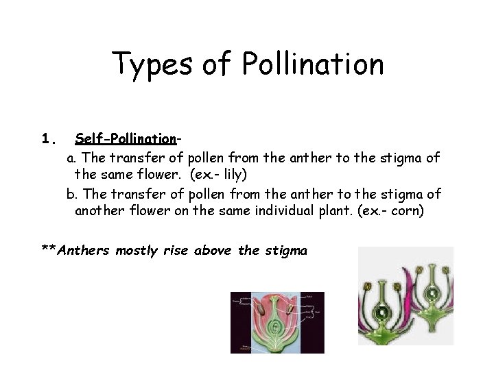 Types of Pollination 1. Self-Pollinationa. The transfer of pollen from the anther to the