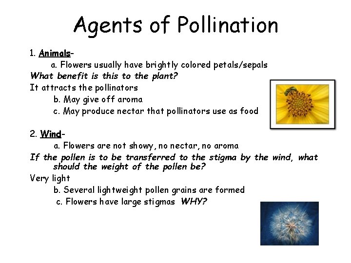 Agents of Pollination 1. Animalsa. Flowers usually have brightly colored petals/sepals What benefit is
