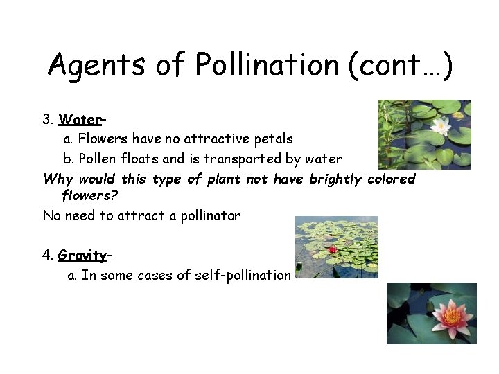 Agents of Pollination (cont…) 3. Watera. Flowers have no attractive petals b. Pollen floats